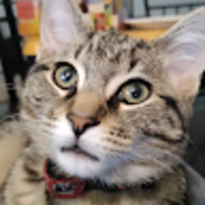 Meet your Posher, Tiki